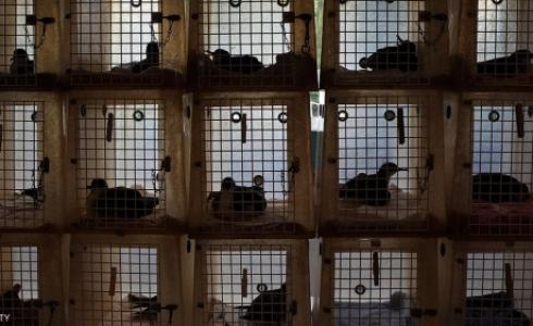 آلاف الطيور والزواحف