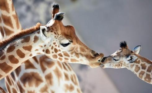 أعداد الزرافات تراجعت من 163 ألفا في عام 1985 إلى 98 ألفا.