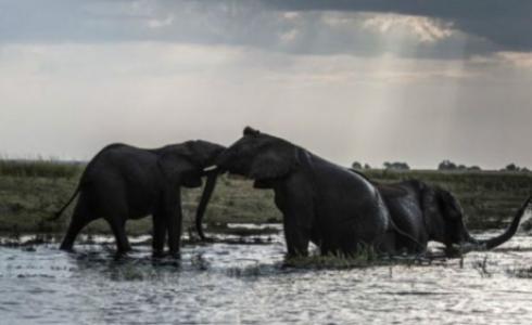 خسرت أفريقيا حوالي 30 في المئة من أفيالها خلال السنوات السبعة الماضية