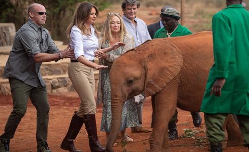 فيل ضخم يهاجم زوجة ترامب