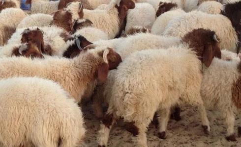 تطبيق أضاحي 1444