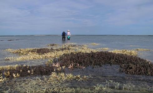 بحر نيوزيلندا