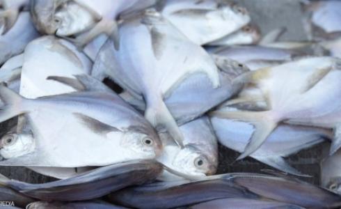 البحث الكويتي سيساعد في معرفة سبب تراجع أعداد السمك الزبيدي في الكويت