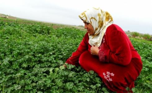 فلسطينية تقطف نبتة الخبيزة