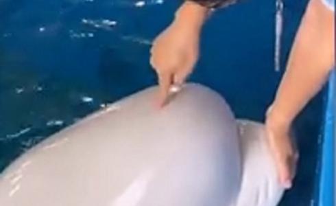 ضغط على رأس حوت أبيض فصدمتهم المفاجأة