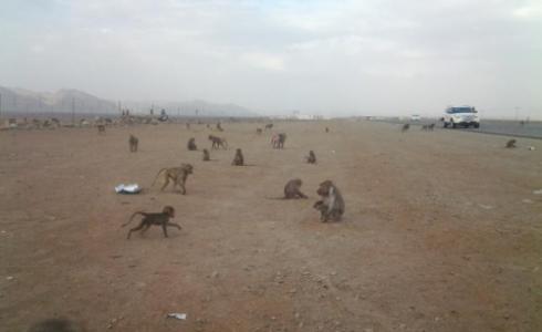 قرود في السعودية