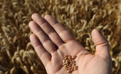 بعض القمح المحلي اشترته الحكومة المصرية على الورق فقط ولم يتم توريده فعليا. (أرشيف)