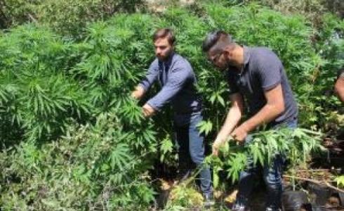 ضبط 970 شتلة "مرجوانا"
