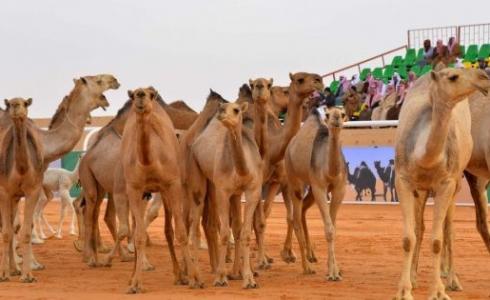 فوز هلال بن دغيثر في مهرجان الملك عبدالعزيز لمزاين الابل