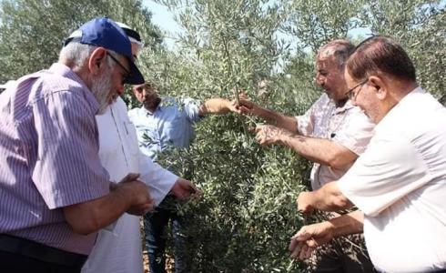 النائبان الشرافي وعدوان يشاركان في موسم قطف الزيتون 