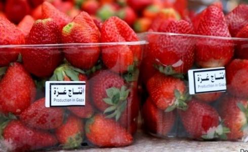 فراولة من إنتاج غزة