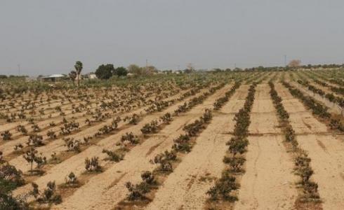 أراض حكومية في غزة