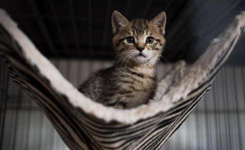 قطة تنقذ رضيعا من الموت