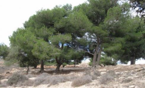 فعالية لزراعة أشجار الزيتون لمناسبة يوم الشجرة في طوباس