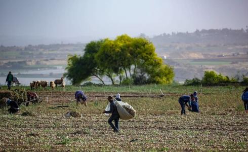 مزارعو غزة - أرشيف