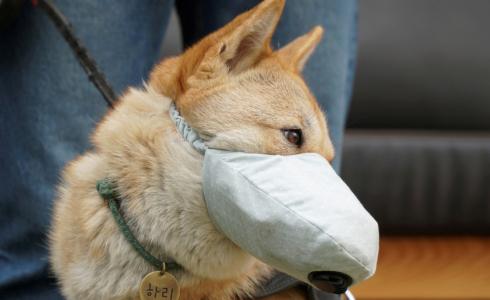 كلب يخضع لاختبار كورونا