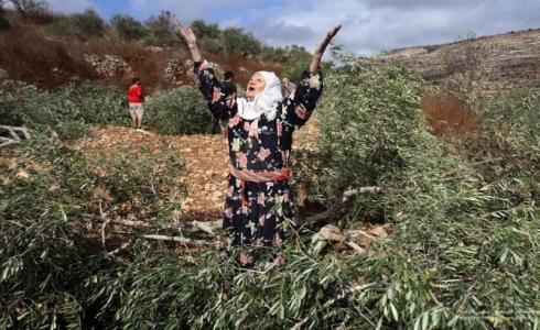 تقطيع أشجار الزيتون في بلدة يطا جنوب الخليل