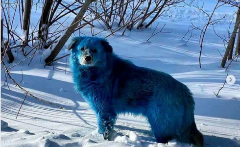 كلاب في روسيا تظهر باللون الأزرق