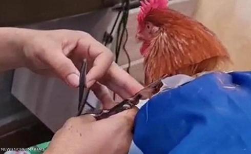 الديك المدلل في مراكش