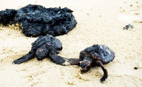 القطران يضرب شواطئ إسرائيل