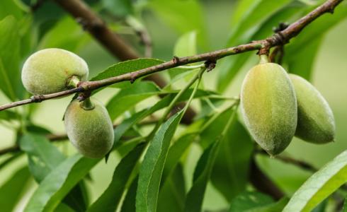 اللوز الاخضر