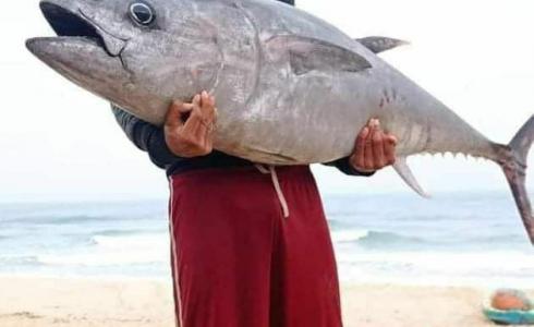 صياد غزي يصطاد سمكة التونة