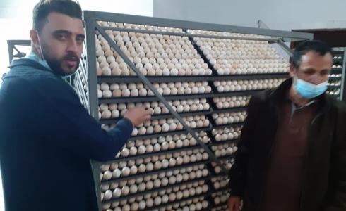 زراعة غزة تتلف شحنة بيض مخصب