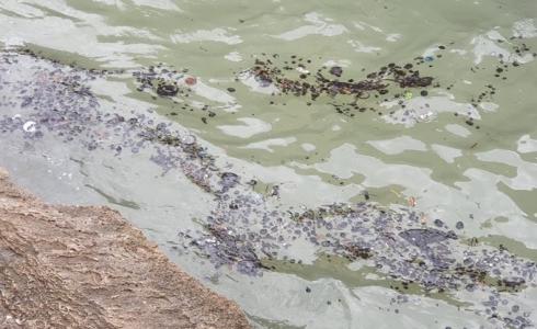 بقايا نفطية على شواطئ حيفا