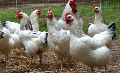 دجاج-توضيحية