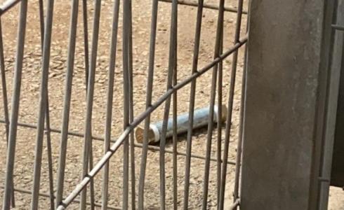 القنبلة التي عثر عليها الجيش الإسرائيلي مع الفلسطيني