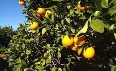 برتقال -توضيحية