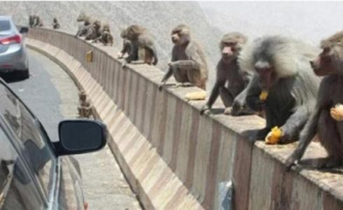 السفير الفرنسي يلتقي بالقرود في السعودية