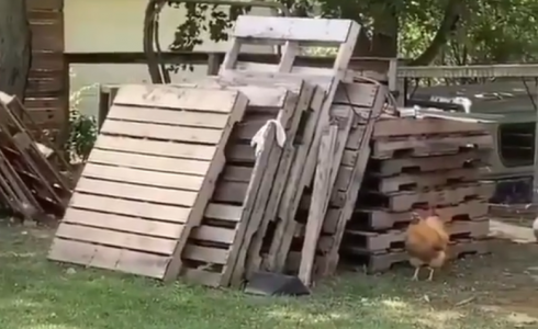 صورة للدجاجة التي حدت ملايين المشاهدات على تويتر