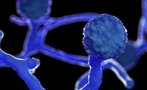 مرض الفطر الأسود