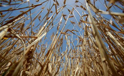 صورة من أحد مزارع القمح في قرية جحر الديك خلال فعاليات افتتاح موسم حصاد القمح للعام ٢٠٢١