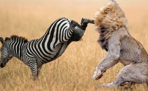 افتراس الأسود