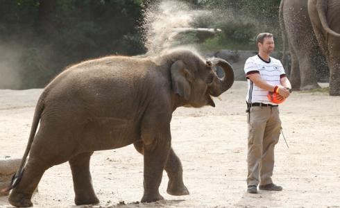 انثى الفيل ياشودا