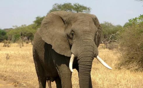 فيلم - توضيحية