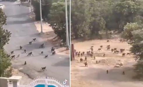 هجوم قرود في السعودية