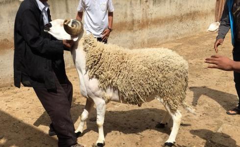 موعد عيد الأضحى 2021 في الجزائر