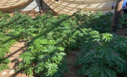 الشرطة والأجهزة الأمنية تضبط مشتل للمخدرات من نبات الماريجوانا في الخليل