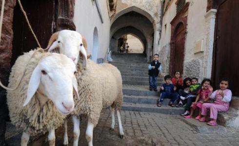 أضاحي عيد الأضحى