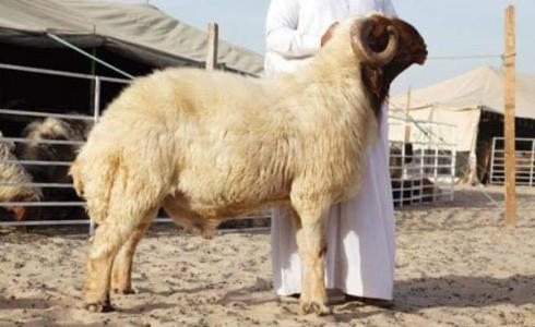 حكم ذبح الأضحية في الحمام