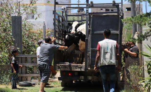 العمل الزراعي يطور من عمل مربيات الأبقار الحلوب بتوزيع سلالات جديدة