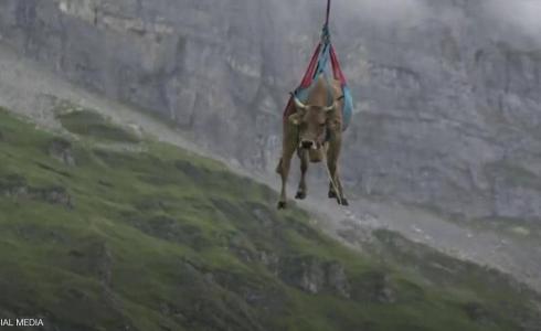 بقرة طائرة في السماء