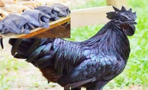 دجاجة سوداء اللون
