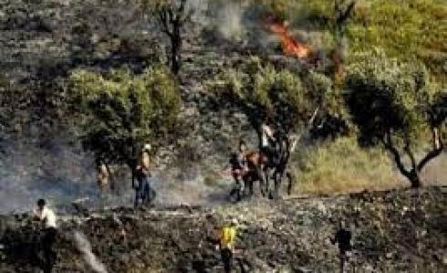 مستوطنون يشعلون النار قي اشجار الزيتون بالضفة الغربية