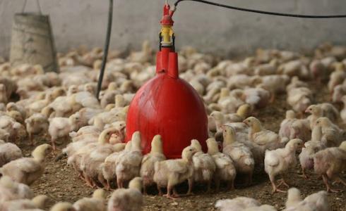 مزرعة دجاج لاحم في غزة