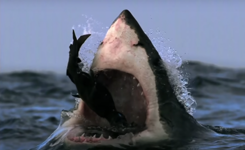 صورة ملتقطة من الفيديو الذي نشرته "بي بي سي" البريطانية لسمكة القرش أثناء التهامها الفقمة