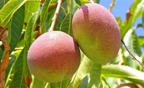 زراعة المانجا في غزة